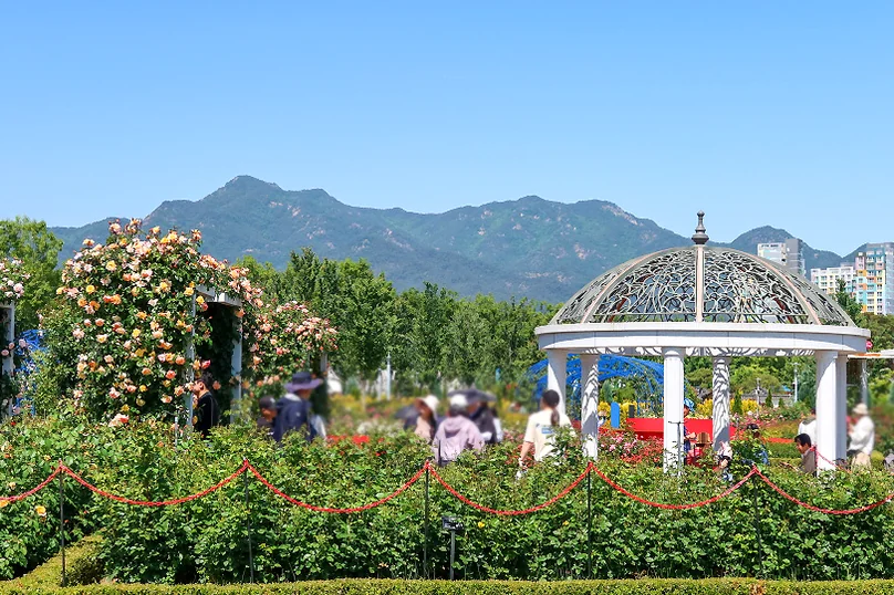 A pristine white gazebo framed by lush rose bushes and the majestic silhouettes of the Gokseong mountains, capturing the essence of a premium garden escape. - The Floral Monarchy: Rediscovering Nostalgia at Gokseong Seomjingang Train Village