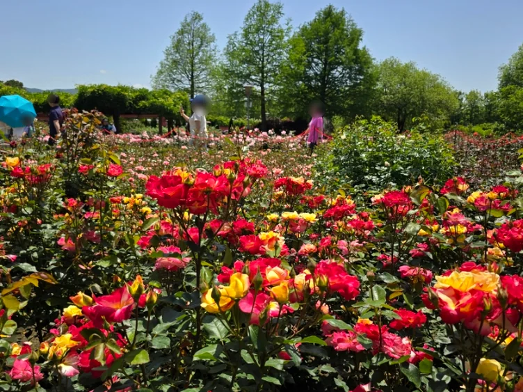 A vibrant tapestry of red and yellow roses in full bloom, showcasing the intricate textures and rich colors that define the village's seasonal beauty. - The Floral Monarchy: Rediscovering Nostalgia at Gokseong Seomjingang Train Village