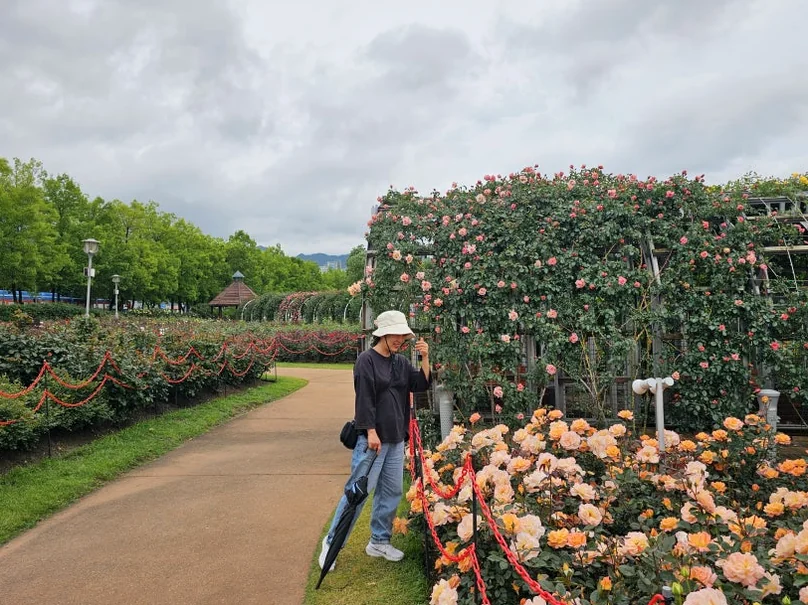 A senior traveler in a sun hat pauses to admire the rose-covered trellises, finding a personal moment of tranquility amidst the floral abundance. - The Floral Monarchy: Rediscovering Nostalgia at Gokseong Seomjingang Train Village