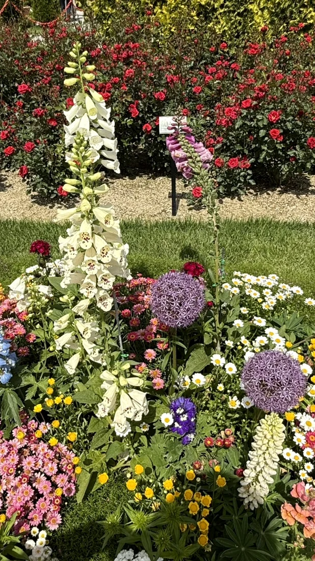 Lush perennials and purple alliums add height and variety to the foreground of the meticulously maintained botanical displays. - The Floral Monarchy: Rediscovering Nostalgia at Gokseong Seomjingang Train Village