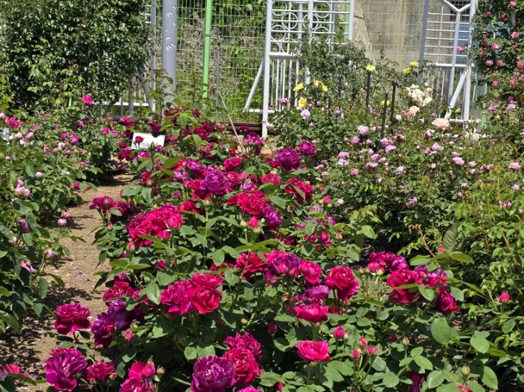 Deep crimson roses clustered along a garden path, representing the romantic and passionate mood of the midsummer bloom. - The Floral Monarchy: Rediscovering Nostalgia at Gokseong Seomjingang Train Village