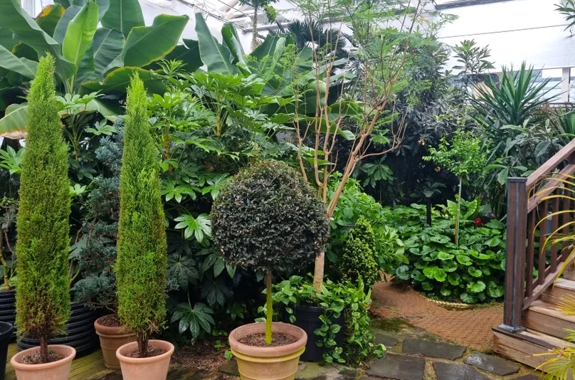 Tropical palms and potted evergreens inside the greenhouse, showcasing the diverse plant life curated for year-round viewing. - The Floral Monarchy: Rediscovering Nostalgia at Gokseong Seomjingang Train Village