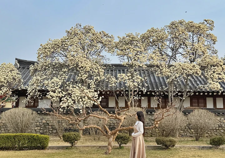 A young traveler contemplating history under a canopy of spring magnolia blossoms, beautifully blending the elegance of Gyeongju's architecture with a modern editorial mood. - Gyeongju Oreung: The Architectural Silence of Silla’s Sacred Five