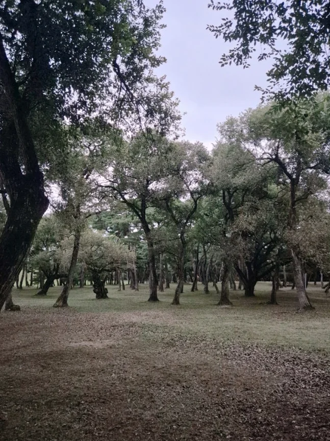 The mystical pine forest surrounding the tombs, where deep shadows and filtered light create a poetic atmosphere unique to the ancient spirits of Gyeongju. - Gyeongju Oreung: The Architectural Silence of Silla’s Sacred Five