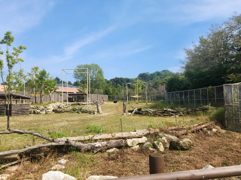 A spacious and naturalistic animal enclosure, demonstrating the zoo's commitment to creating an open and eco-friendly habitat. - Nostalgic Sanctuaries: Jeonju Zoo and the 2026 Eco-Aesthetic Evolution