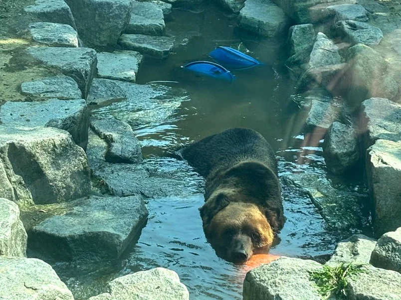 A brown bear cooling off in a stone-lined pool, captured during a serene and candid moment of wildlife observation. - Nostalgic Sanctuaries: Jeonju Zoo and the 2026 Eco-Aesthetic Evolution