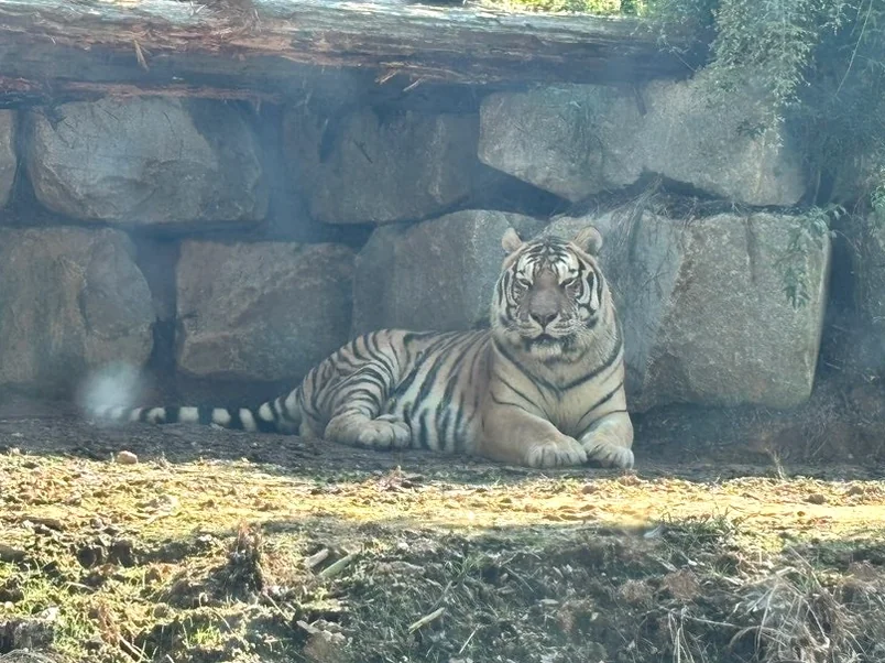 A majestic tiger resting in a shaded rocky grotto, highlighting the diverse and well-cared-for species at the facility. - Nostalgic Sanctuaries: Jeonju Zoo and the 2026 Eco-Aesthetic Evolution