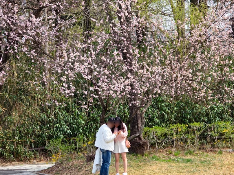 A young couple sharing a quiet moment beneath a canopy of blooming cherry blossoms, epitomizing the romantic spring vibe of the park. - Nostalgic Sanctuaries: Jeonju Zoo and the 2026 Eco-Aesthetic Evolution