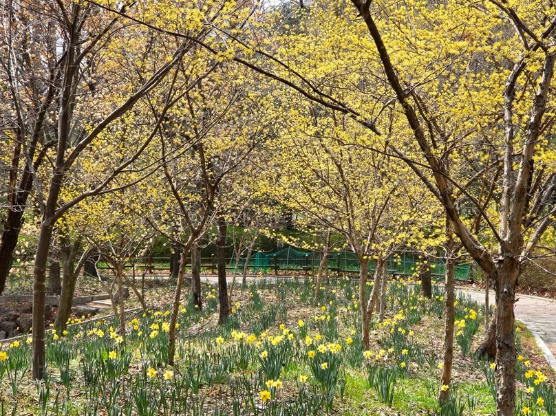 Vibrant yellow spring flowers carpeting the forest floor, signaling the seasonal rebirth of the zoo's botanical gardens. - Nostalgic Sanctuaries: Jeonju Zoo and the 2026 Eco-Aesthetic Evolution