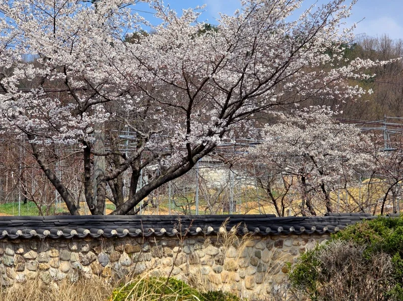 Delicate cherry blossoms overhanging a traditional stone wall, perfectly blending nature with Korea's architectural heritage. - Nostalgic Sanctuaries: Jeonju Zoo and the 2026 Eco-Aesthetic Evolution