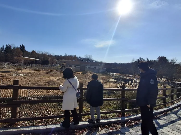 Curious travelers leaning over a wooden fence to observe the expansive animal habitats under the bright afternoon sun. - Nostalgic Sanctuaries: Jeonju Zoo and the 2026 Eco-Aesthetic Evolution