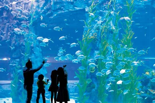 A young parent with a stroller, engrossed in the tranquil deep blue of a massive aquarium tank, observing schools of small fish gracefully moving. - Lotte World Jamsil: The Ultimate Multi-Layered Fantasy Realm in Seoul