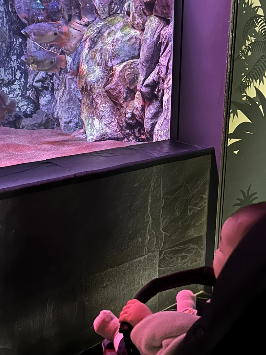 A baby in a stroller, captured from behind, curiously observing the aquatic life in a beautifully illuminated aquarium exhibit with natural rock formations. - Lotte World Jamsil: The Ultimate Multi-Layered Fantasy Realm in Seoul