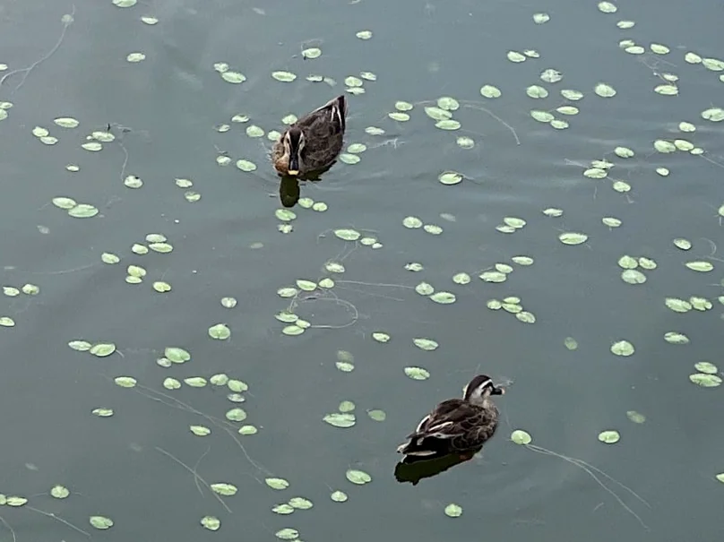 Peaceful ducks and floating lotus leaves creating a serene ecological scene on the surface of the ancient pond - Beyond the Moonlight: The Timeless Allure of Gyeongju Donggung Palace and Wolji Pond