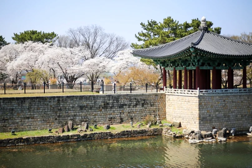 Spring cherry blossoms in full bloom framing the traditional ancient architecture in a seasonal landscape - Beyond the Moonlight: The Timeless Allure of Gyeongju Donggung Palace and Wolji Pond