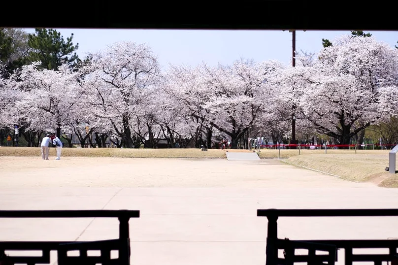 A traditional wooden railing providing a classic frame for the vibrant cherry blossoms overlooking the palace grounds - Beyond the Moonlight: The Timeless Allure of Gyeongju Donggung Palace and Wolji Pond