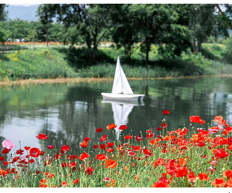 붉은 양귀비 꽃밭 너머로 잔잔한 호수 위에 떠 있는 돛단배가 어우러진 풍경입니다. 꽃정원의 아름다움과 더불어 여유로운 호반의 정취를 함께 느낄 수 있는 감성적인 컷입니다. - Jaraseom Namdo Flower Garden: A K-Travel Guide to Gapyeong's 'Colorful Garden' Festival