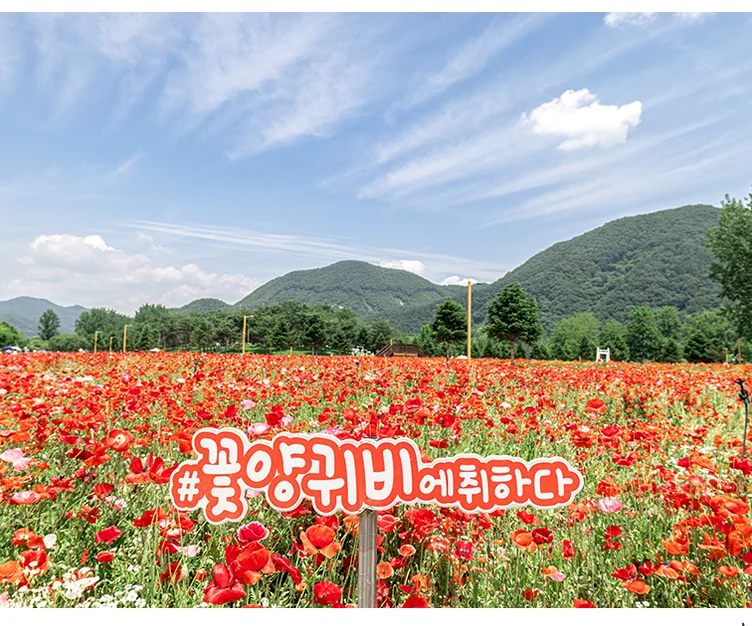 양귀비 꽃밭 속에 세워진 '#꽃양귀비에취하다' 해시태그 표지판입니다. 정원의 주제를 명확히 전달하며, 방문객의 참여를 유도하는 랜드마크이자 실용적인 정보성 컷입니다. - Jaraseom Namdo Flower Garden: A K-Travel Guide to Gapyeong's 'Colorful Garden' Festival