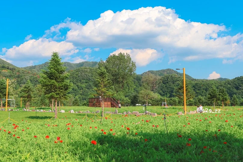 자라섬 남도 꽃정원의 넓게 펼쳐진 양귀비 꽃밭 지상 전경입니다. 파란 하늘과 대비되는 붉은 꽃들이 가득하여, 하이엔드 매거진의 미적 기준에 부합하는 아름다운 개방감 있는 구도입니다. - Jaraseom Namdo Flower Garden: A K-Travel Guide to Gapyeong's 'Colorful Garden' Festival