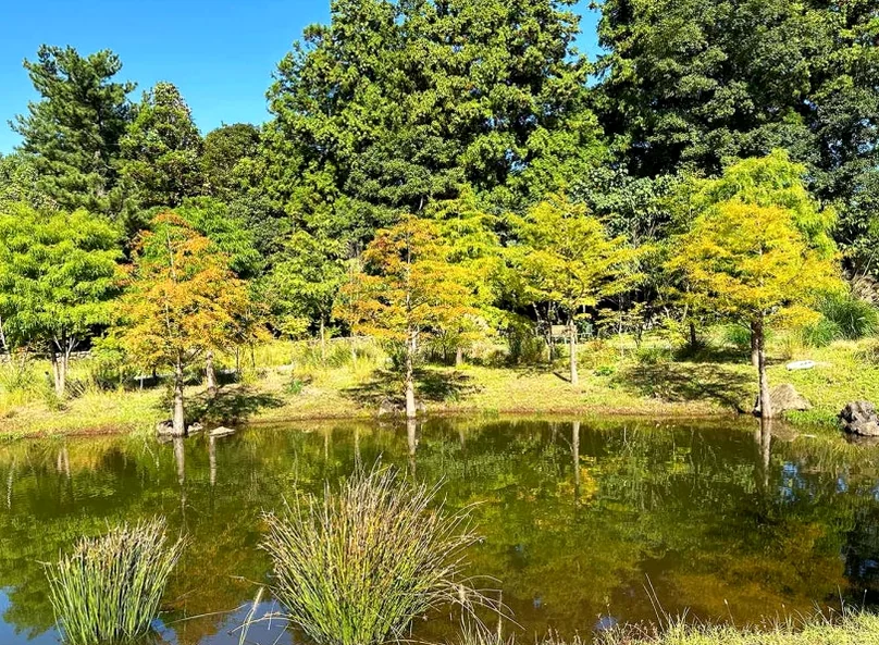 담소요 내부의 고요한 연못과 자연 경관을 담아낸 개방감 있는 전경 사진 - 済州島の静寂を歩く。ハルラ山の麓に佇む秘密の庭園カフェ「ダムソヨ（DAMSOYO）」完全ガイド ✨