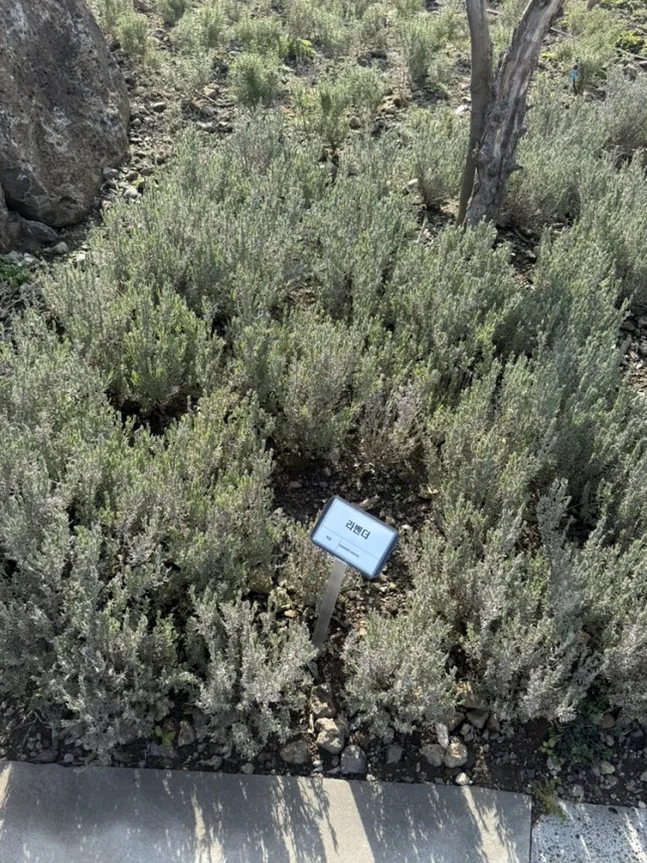 Jeju Pahoehoe Lava Field Park