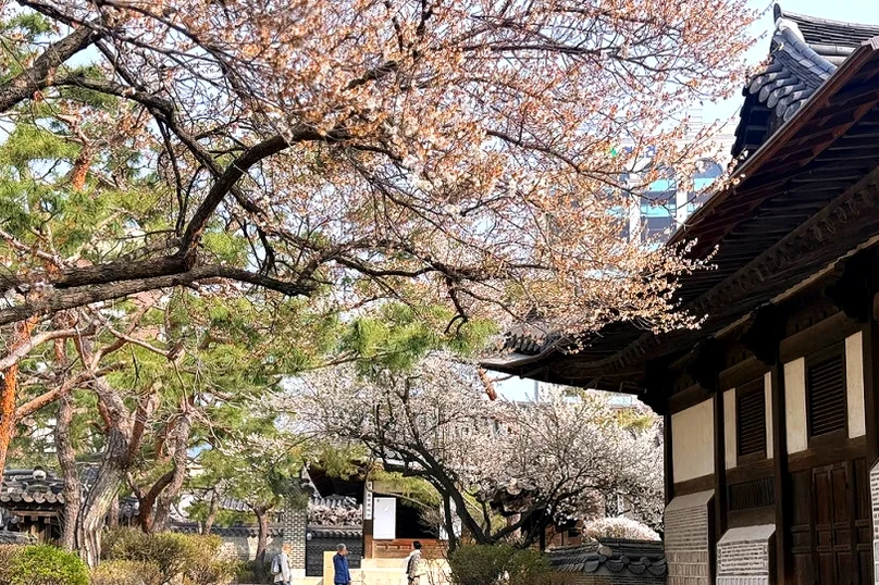 Traditional Hanok building facade with blossoming plum trees in the foreground - 麗しき「雲峴宮（ウニョングン）」で辿る、朝鮮王朝の残り香と春の静寂