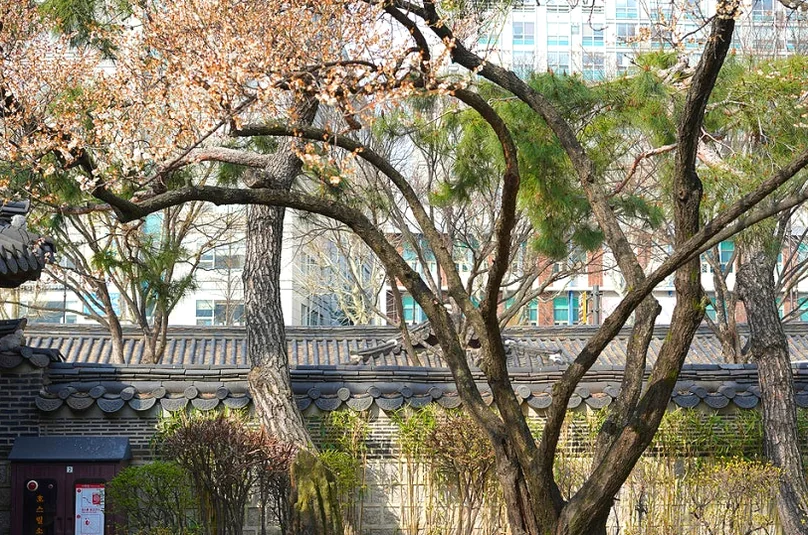 Traditional garden courtyard with pine trees and a low stone wall - 麗しき「雲峴宮（ウニョングン）」で辿る、朝鮮王朝の残り香と春の静寂