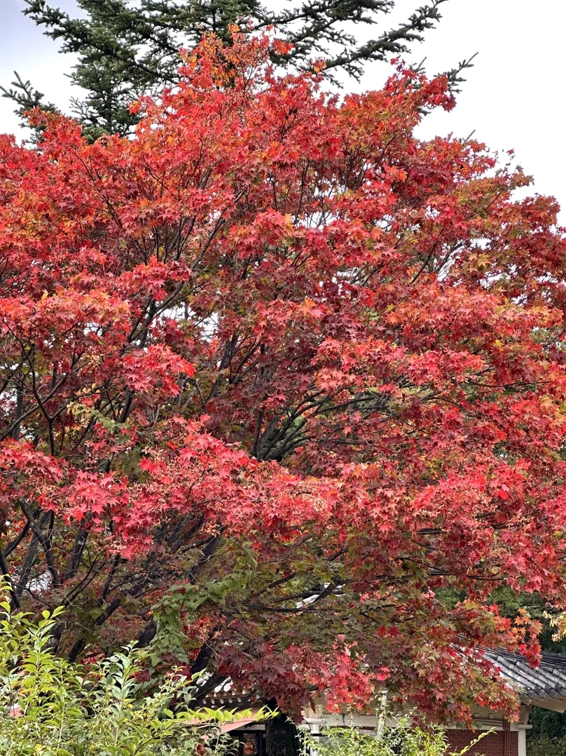 Featured image of post 時を止めた千年古刹、安東・鳳停寺(ポンジョンサ)へ。韓国最古の木造建築と出会う静謐な旅