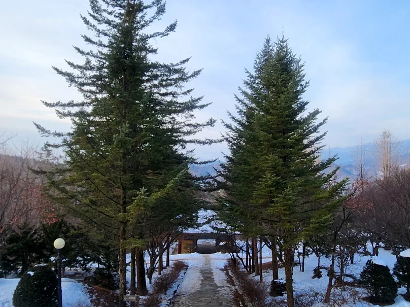 Snow-dusted stone stairs leading to temple buildings amidst bare trees. - 時を止めた千年古刹、安東・鳳停寺(ポンジョンサ)へ。韓国最古の木造建築と出会う静謐な旅