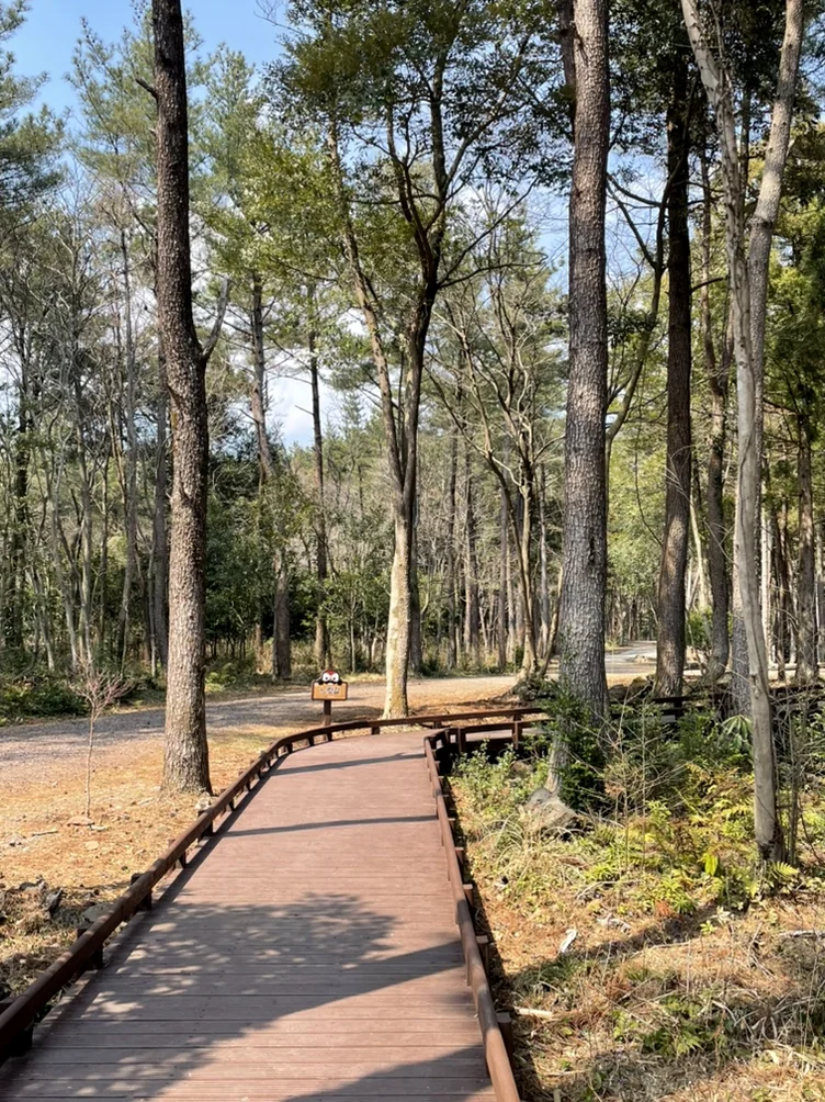 A straight wooden boardwalk path extending into a dense forest with tall trees. - 済州島、心癒される森の道へ：水岳オルムとモチェワッの秘密 🌿