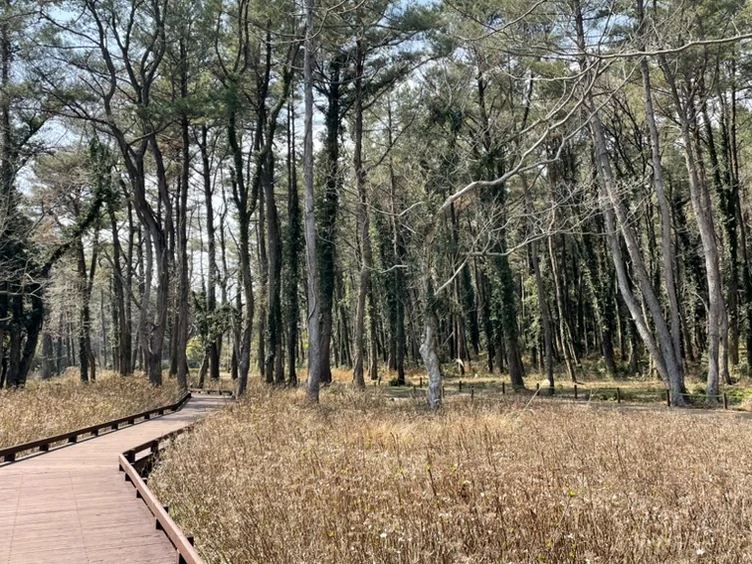 A curved wooden boardwalk path winding through a forest with dry brown reeds and tall trees. - 済州島、心癒される森の道へ：水岳オルムとモチェワッの秘密 🌿