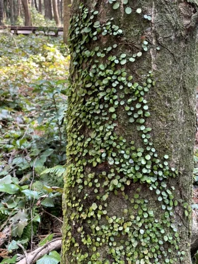 Small, round green plants covering the textured bark of a tree trunk in a forest. - 済州島、心癒される森の道へ：水岳オルムとモチェワッの秘密 🌿