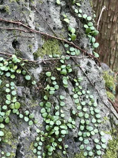 Small, round green plants clinging to a mossy rock surface with visible crevices. - 済州島、心癒される森の道へ：水岳オルムとモチェワッの秘密 🌿