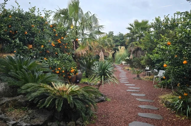 A stone path winding through a tangerine garden with palm trees - 済州島・涯月(エウォル)の静かな休息地。ミッカン倉庫(Mikkang Changgo)で過ごす、蜜柑の香りに包まれた休日