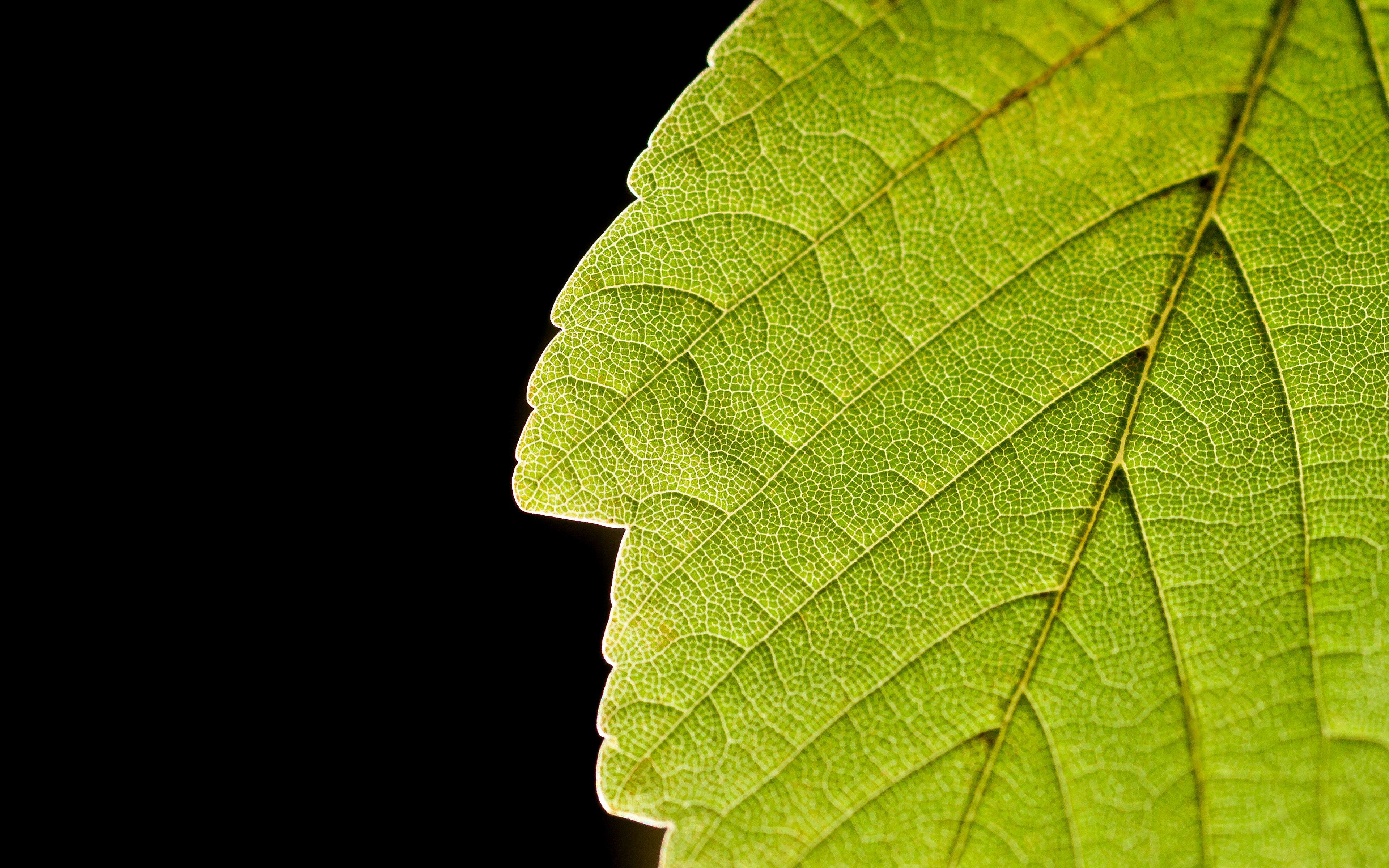 Leaf. Прожилки листа. Зеленый лист. Лист с прожилками. Листья растений.