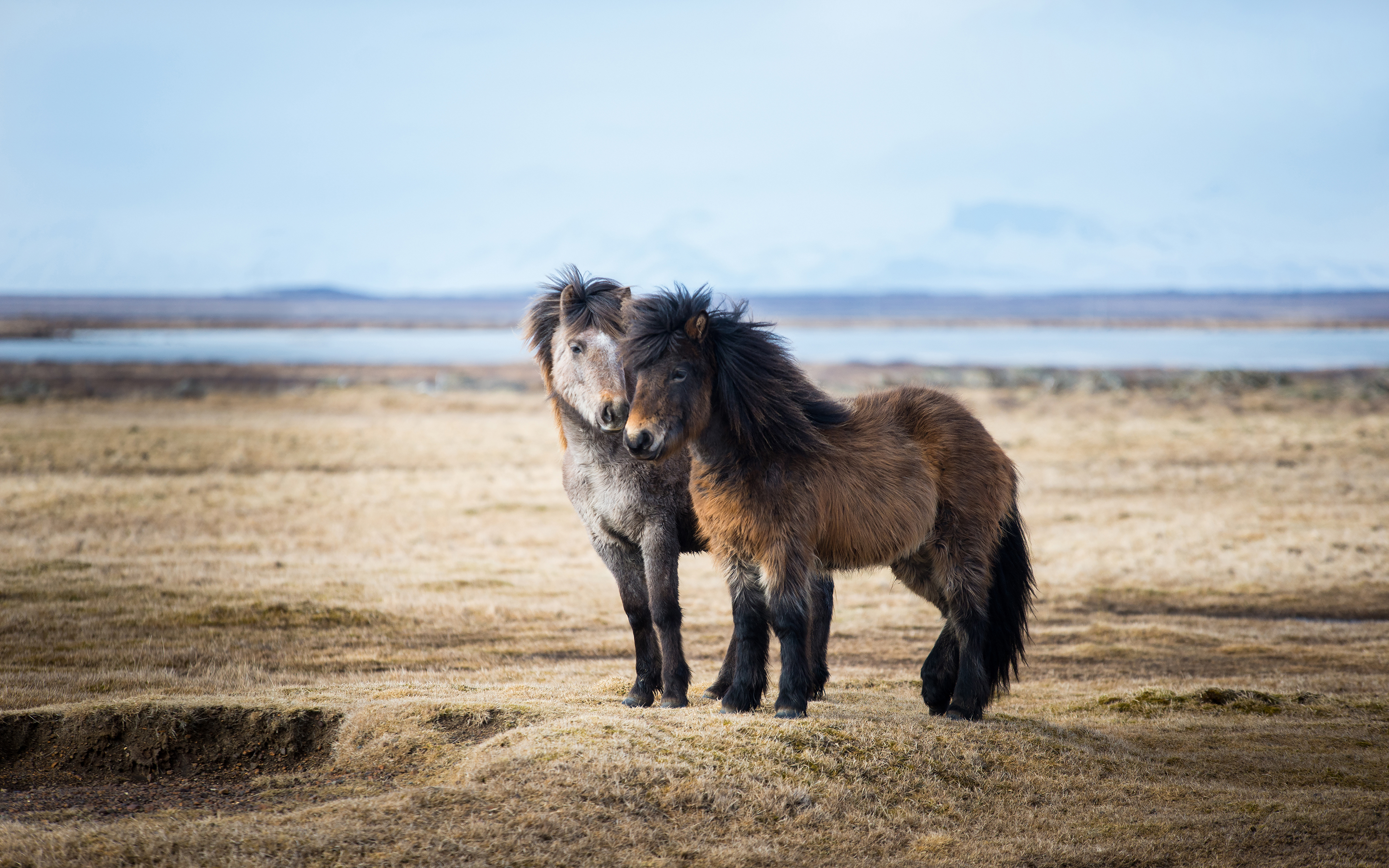 icelandic horse