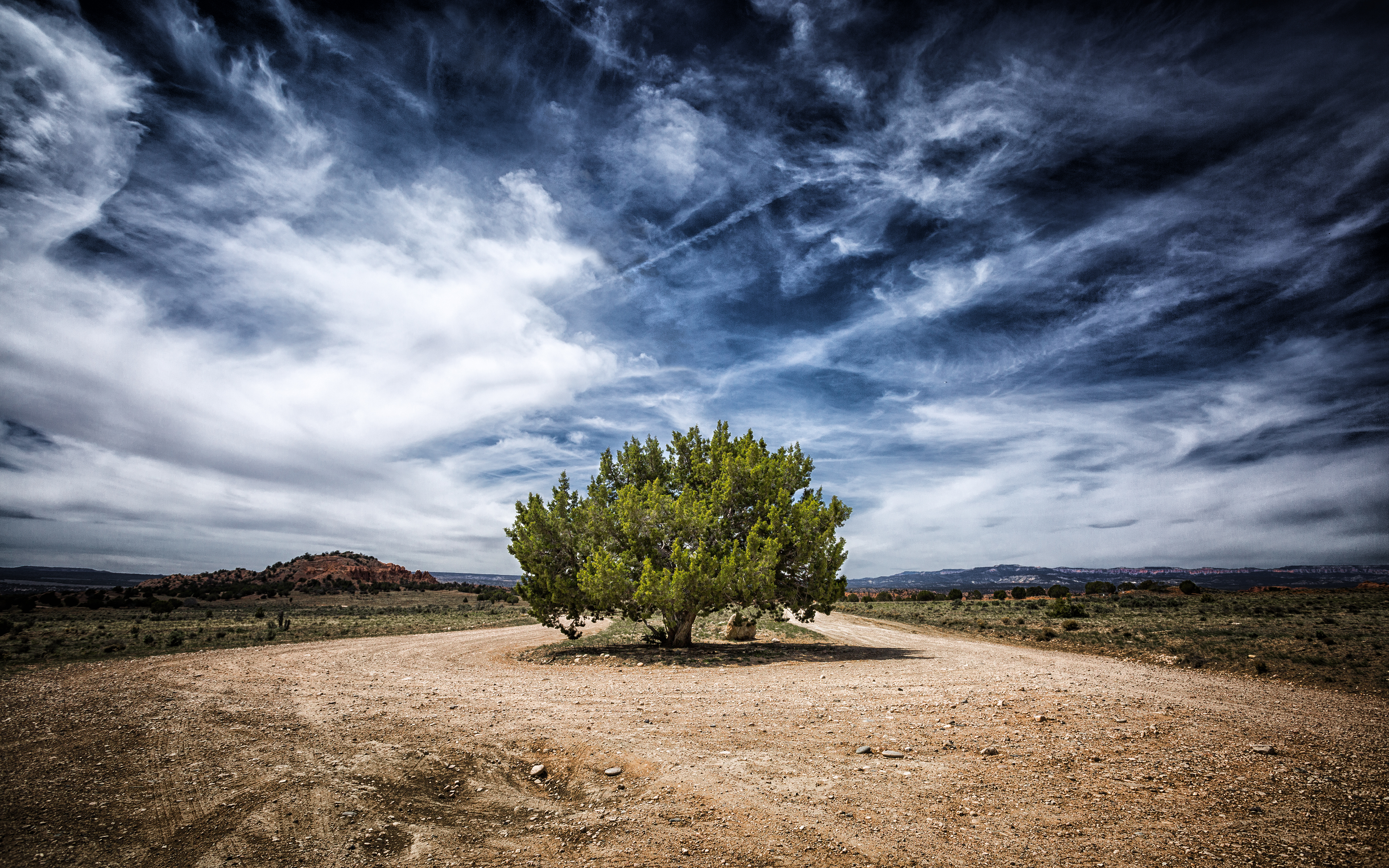 one juniper tree