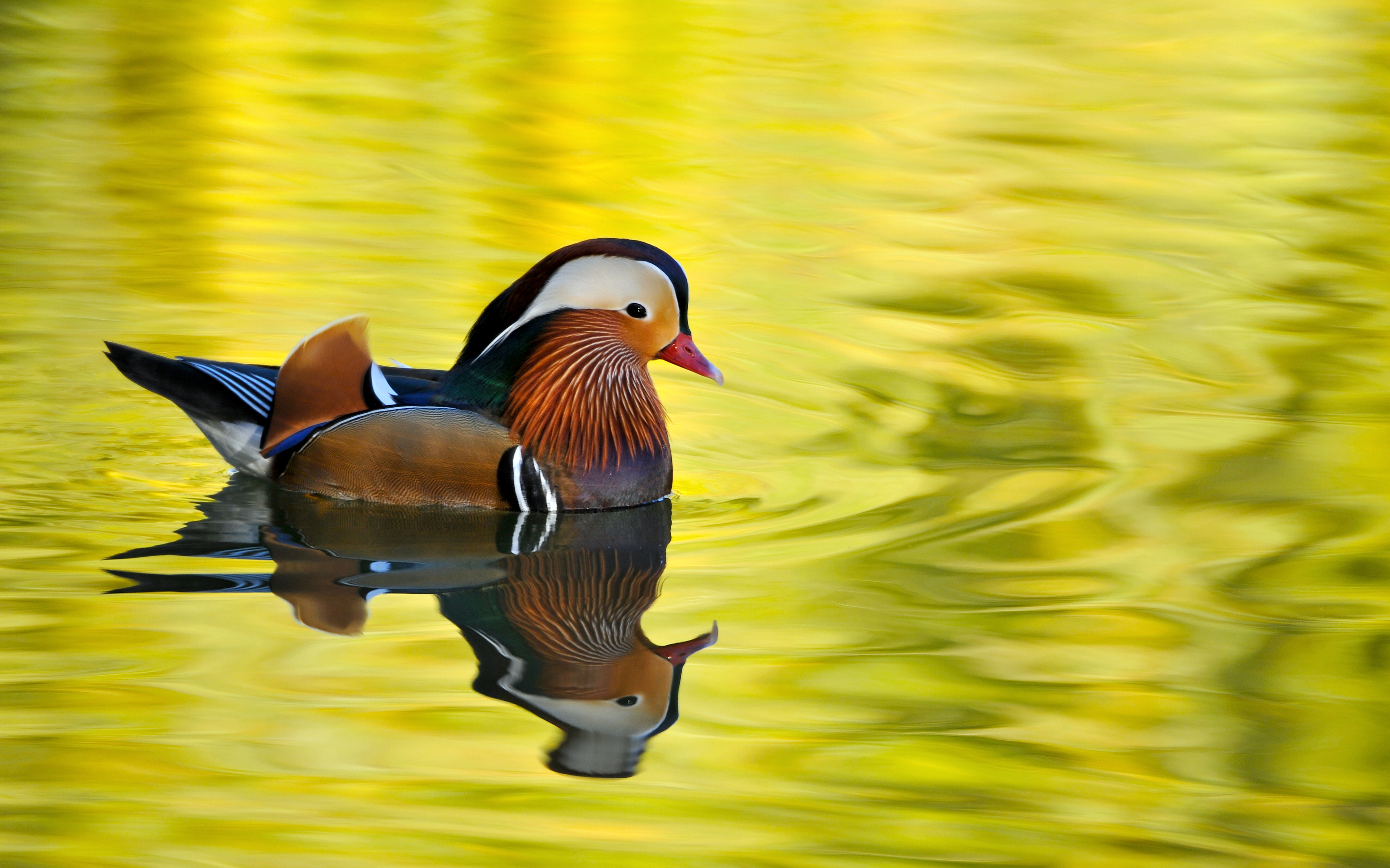 male mandarin duck