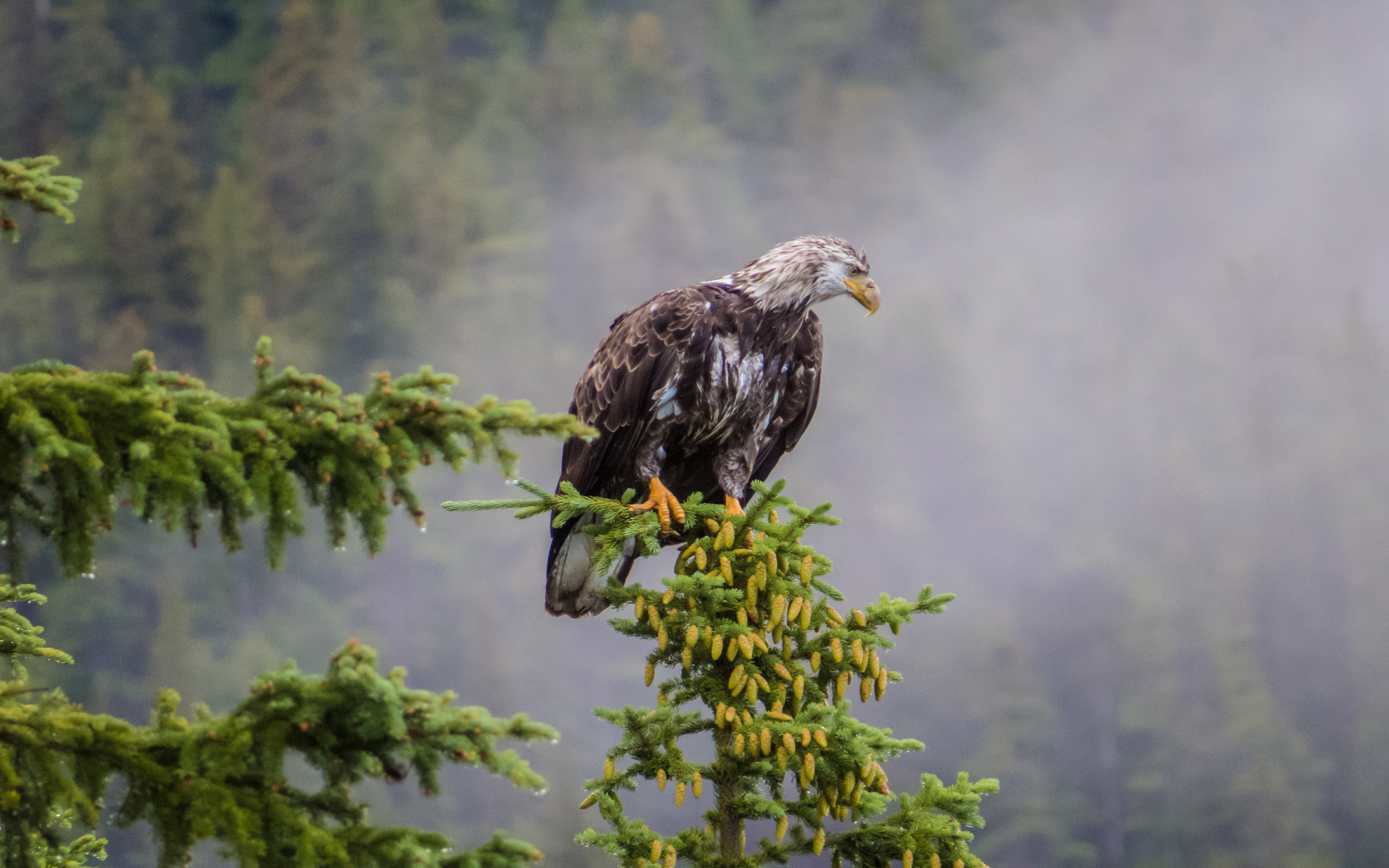 jasper bald eagle - mac壁纸