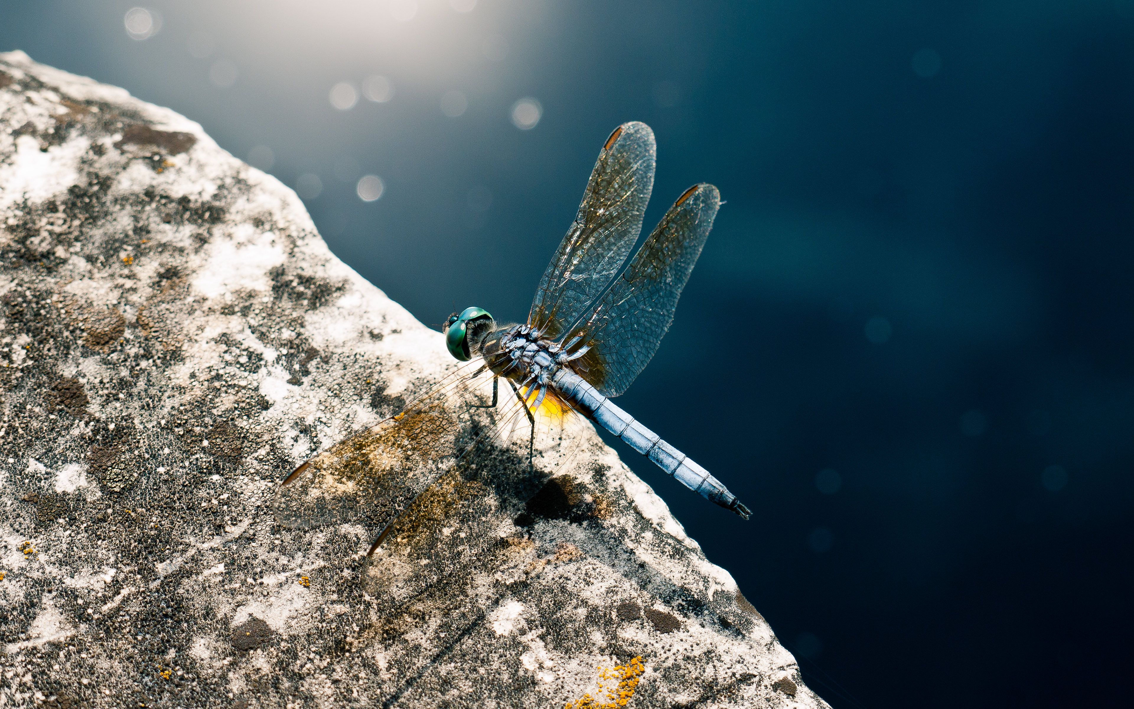 blue dragonfly