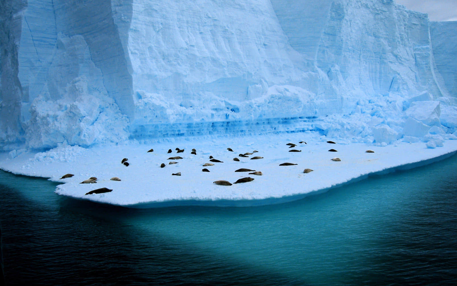 冰山上的海豹高清壁纸