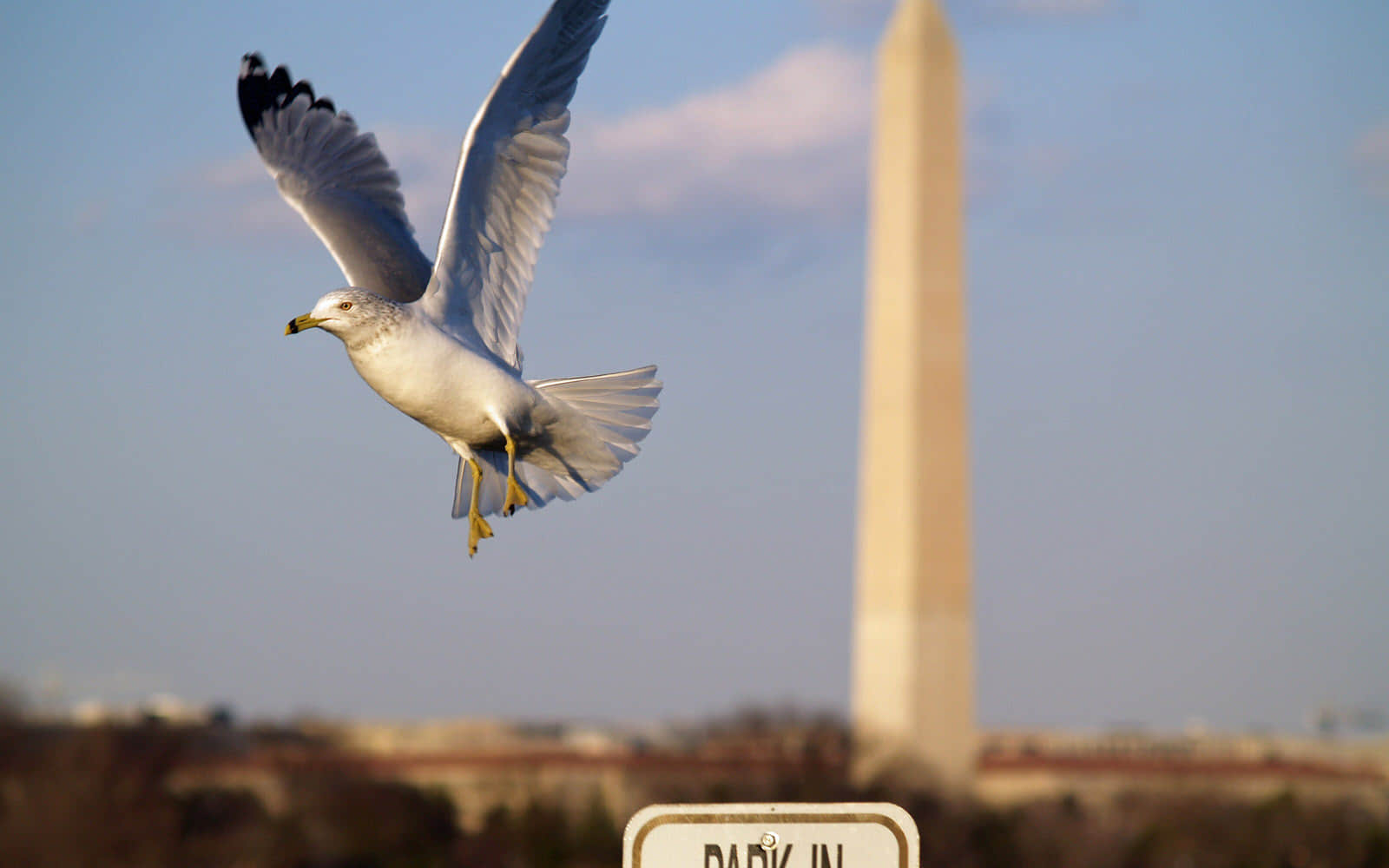 华盛顿纪念碑前的海鸥高清壁纸