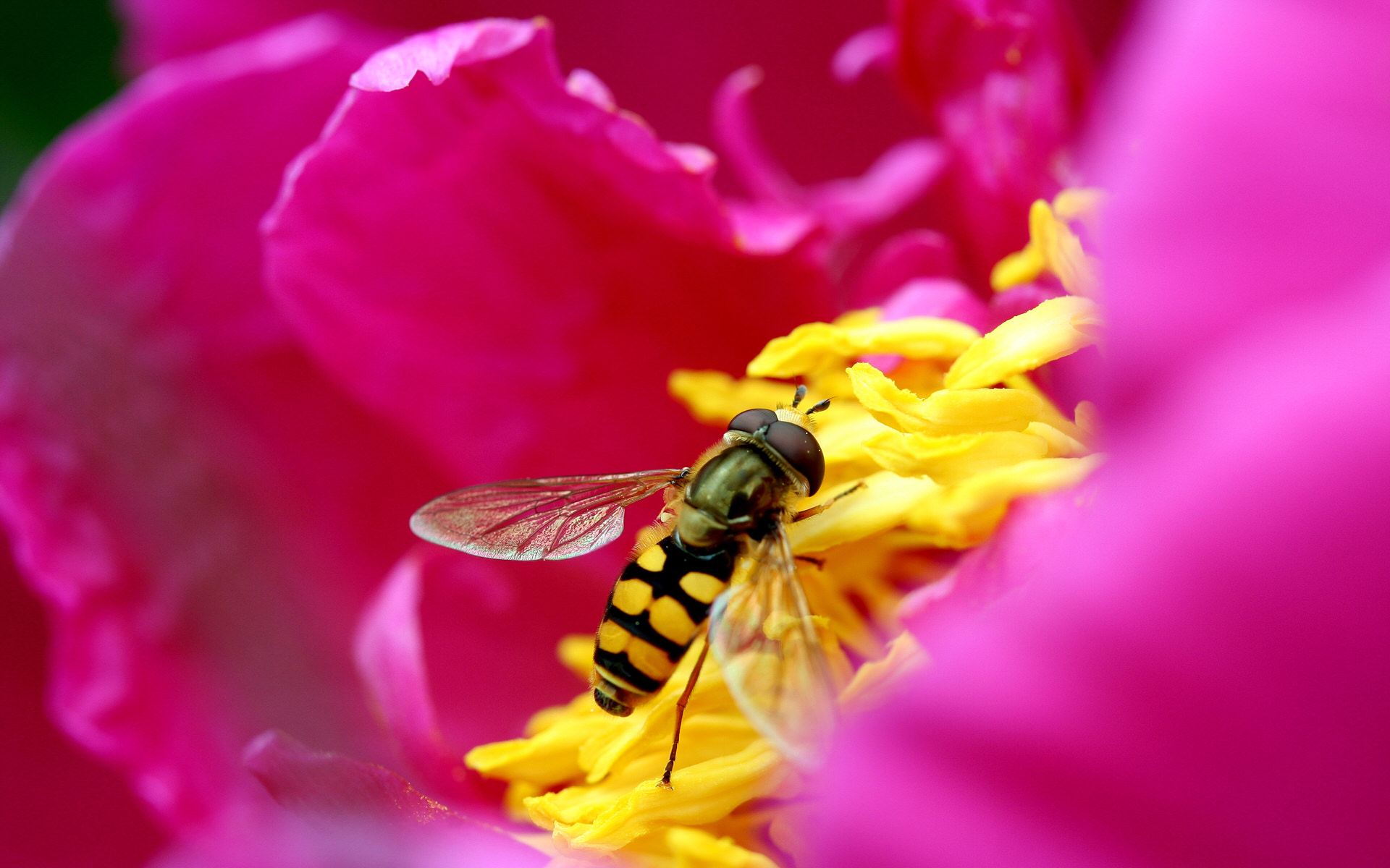 花丛中的蜜蜂高清壁纸