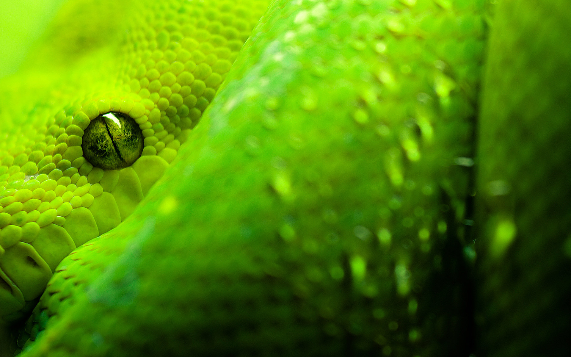 绿色的小蛇高清壁纸