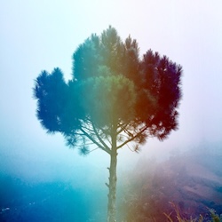 A tree against a bright sky