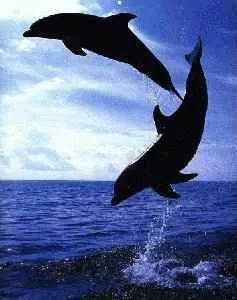 Dolphin 01