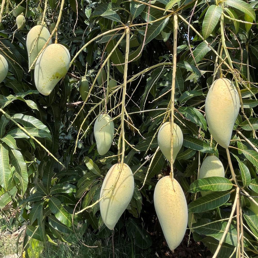 jisokuryClub - Green Mango