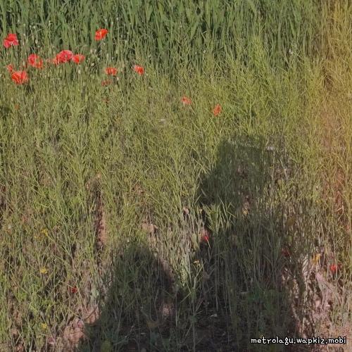 Bok Dajin - A Park Stroll.mp3