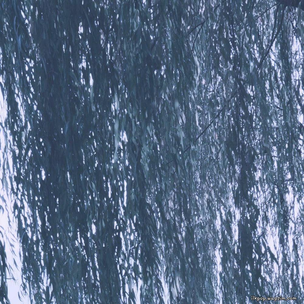 Mosh!gang2 - 버드나무 (Willow)