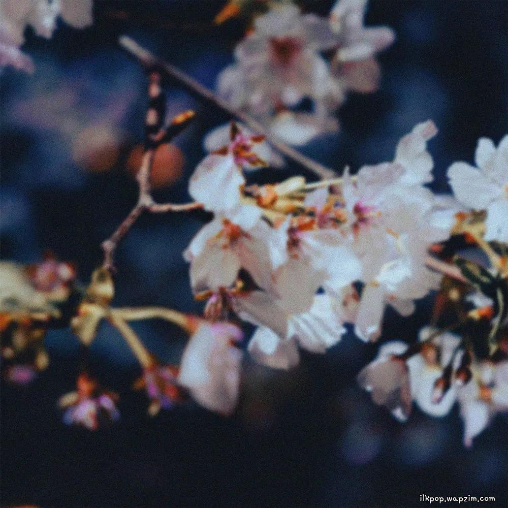 swing & CHOI - 낙화야행 落花夜行 (Night Walk Among Falling Petals)